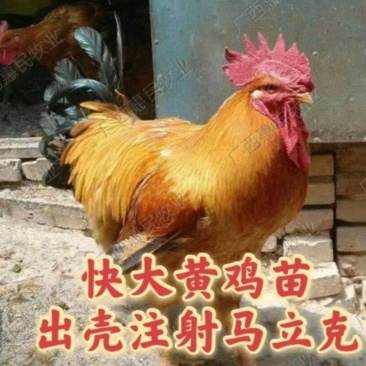 (好货热卖)快大型三黄肉鸡苗成长速度快抗病能力强全国发