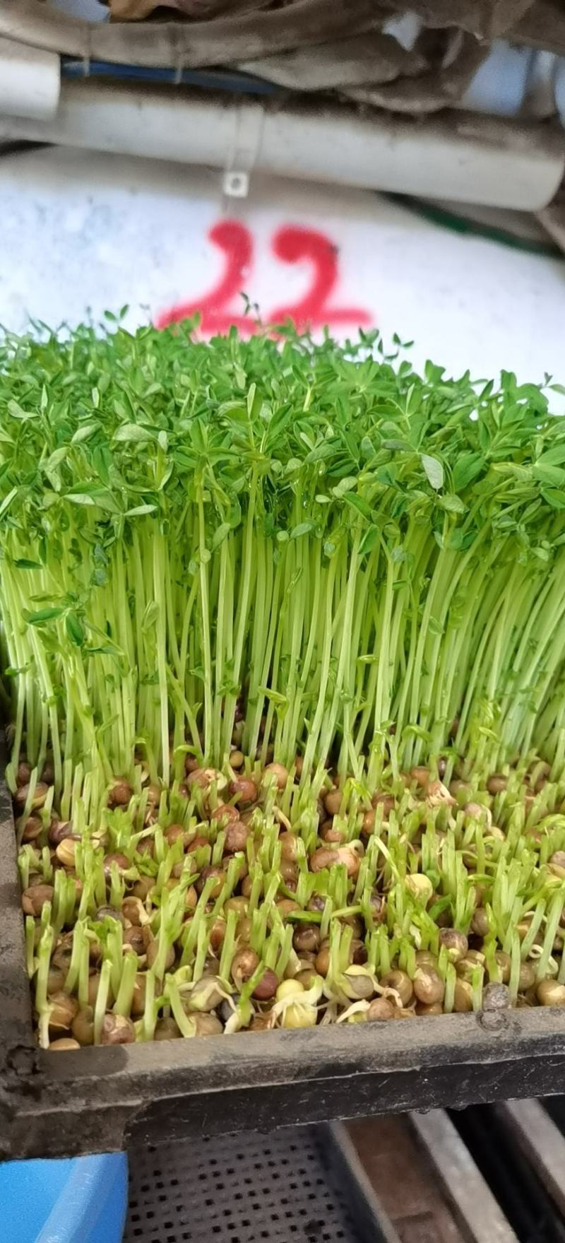 2号麻豌豆，进口麻豌豆，大叶麻豌豆