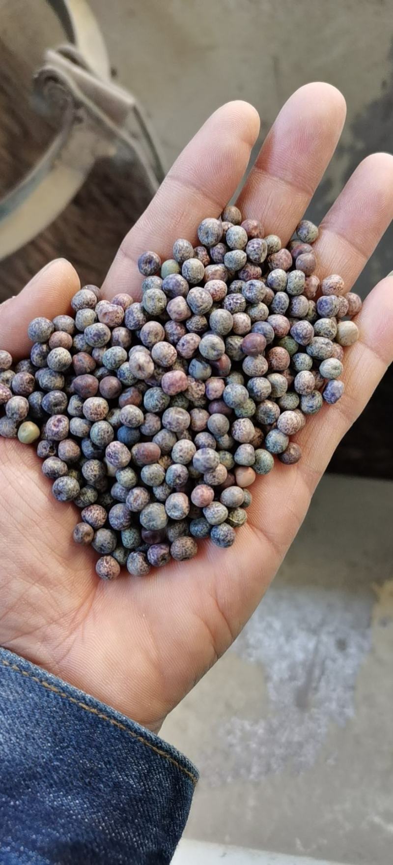 2号麻豌豆，进口麻豌豆，大叶麻豌豆