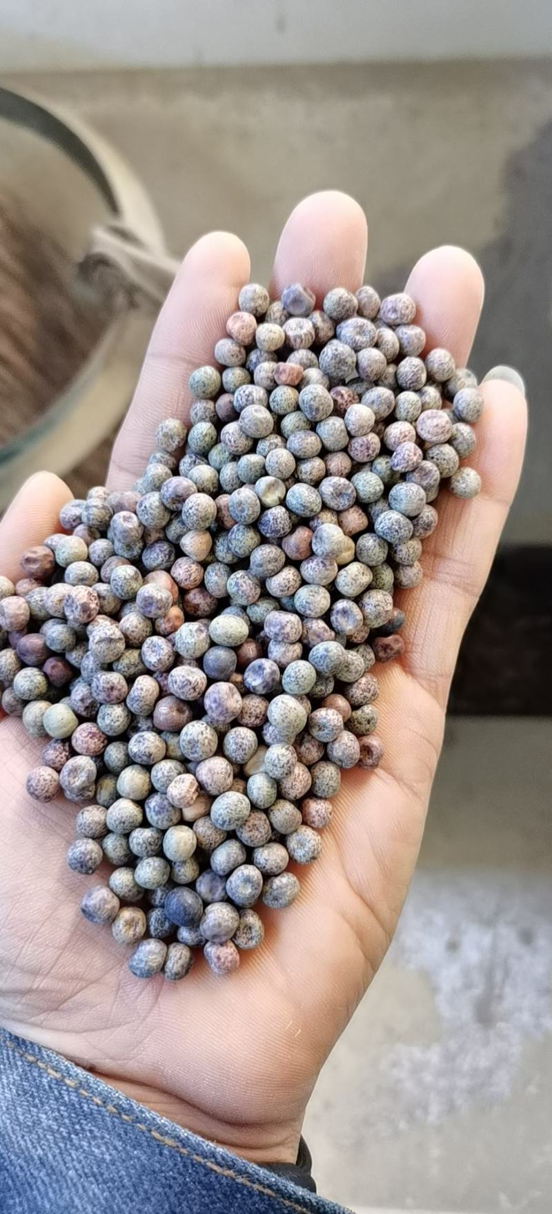 2号麻豌豆，进口麻豌豆，大叶麻豌豆