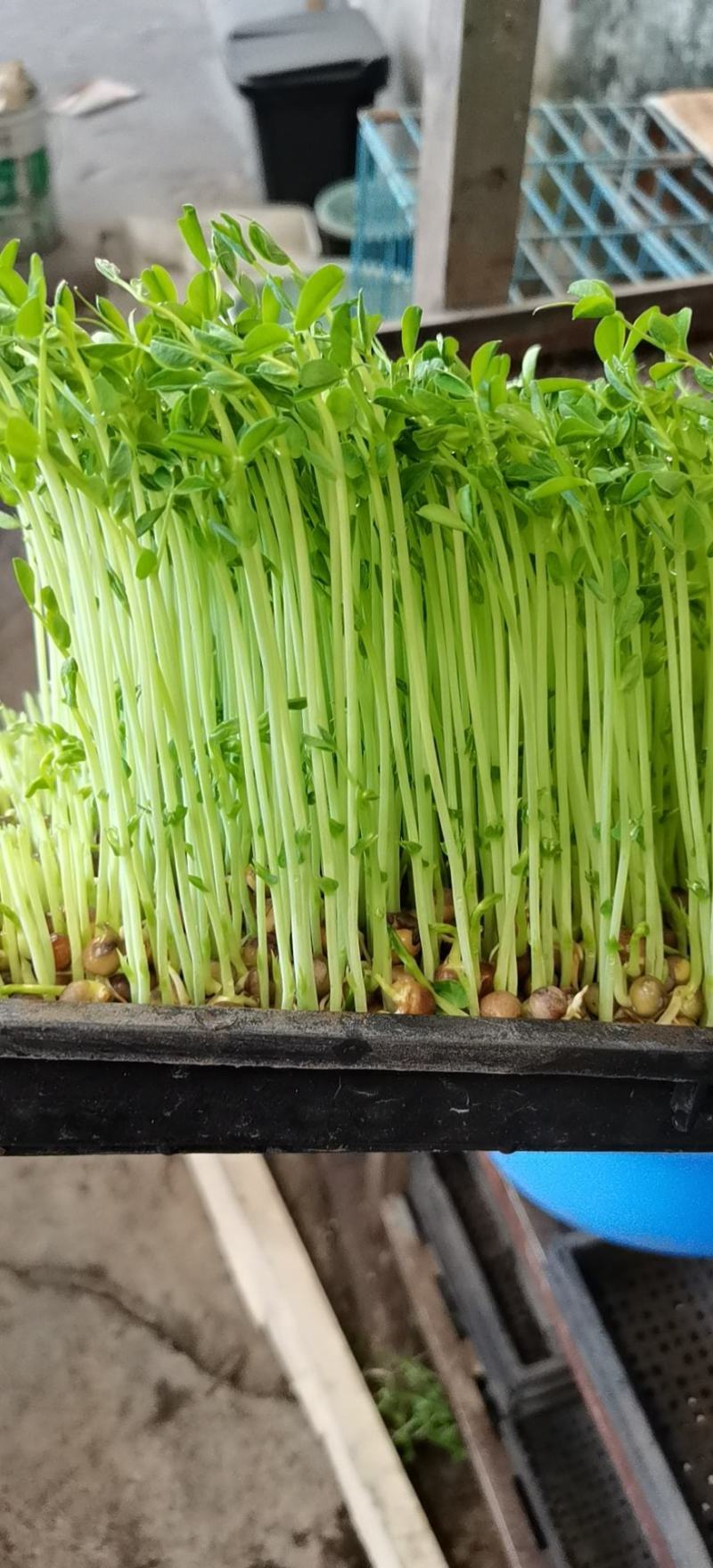 2号麻豌豆，进口麻豌豆，大叶麻豌豆