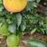青秋早熟脐橙苗，9月上市，保证品种质量，无菌苗四川发货