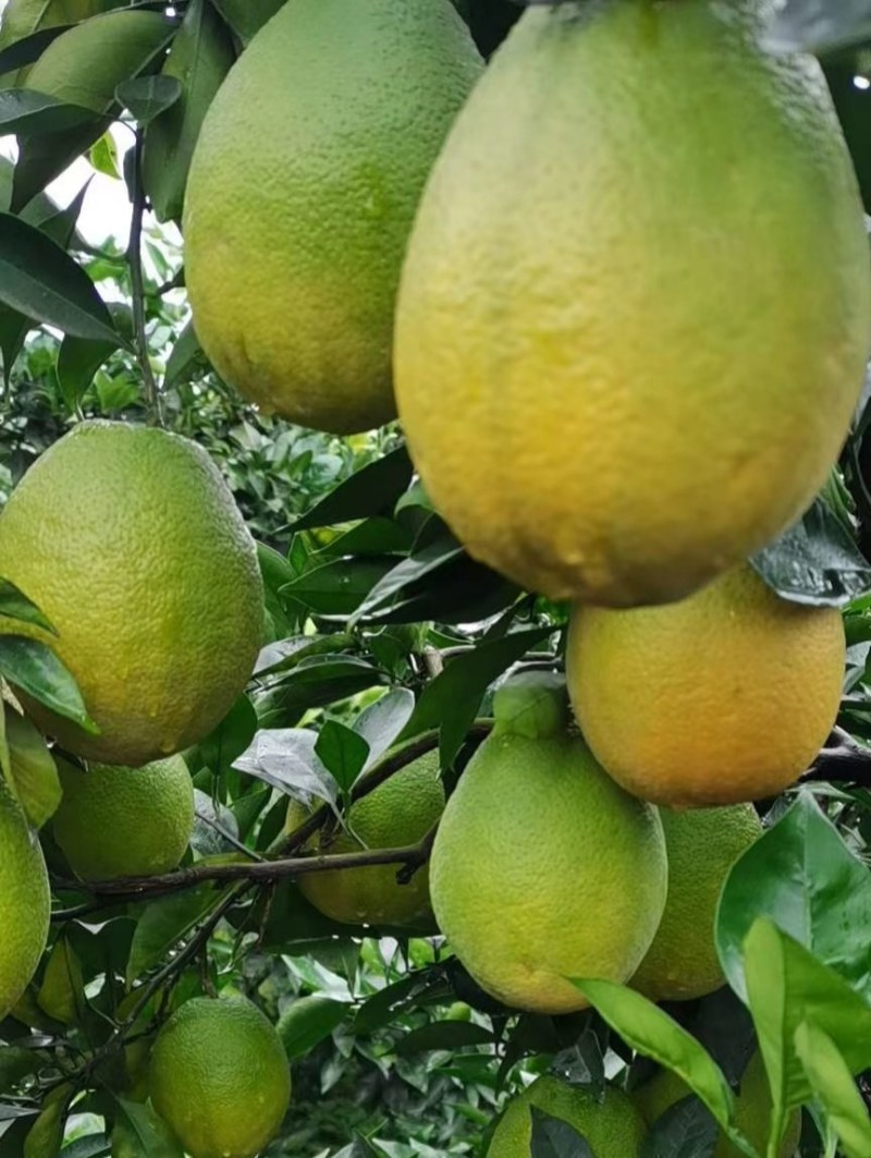 青秋早熟脐橙苗，9月上市，保证品种质量，无菌苗四川发货