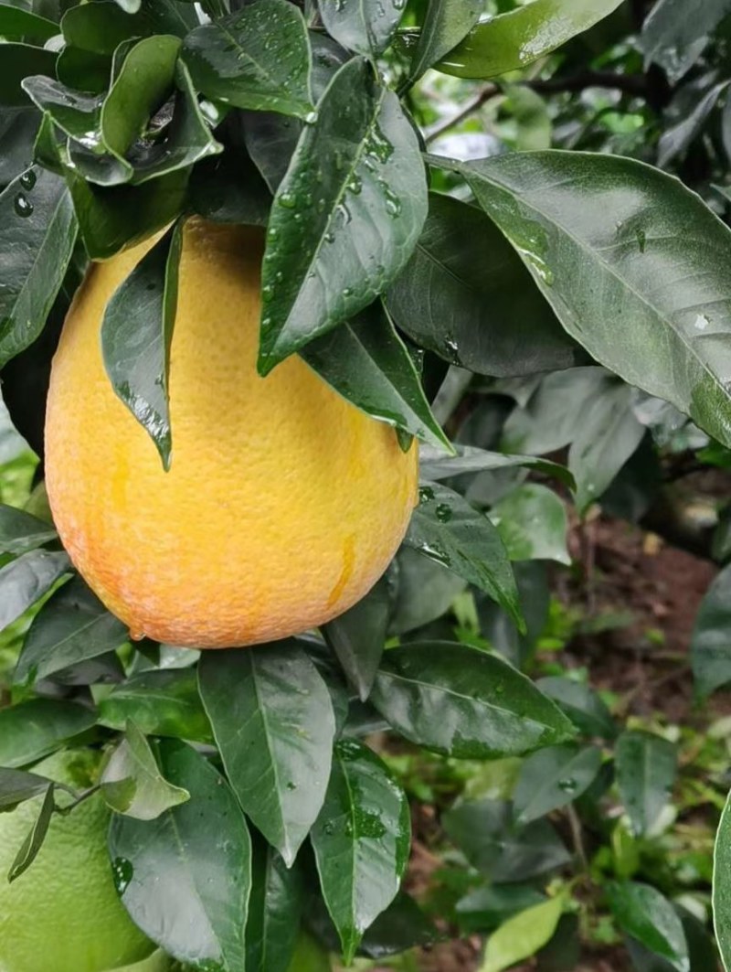 青秋早熟脐橙苗，9月上市，保证品种质量，无菌苗四川发货