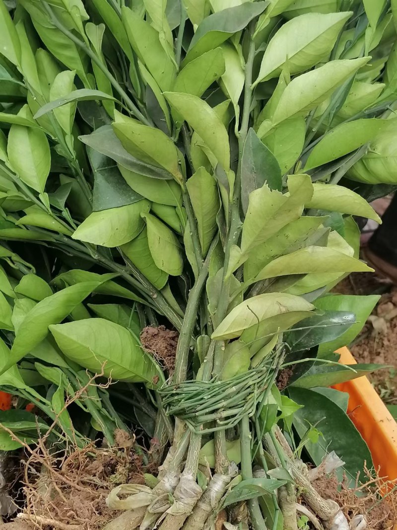 青秋早熟脐橙苗，9月上市，保证品种质量，无菌苗四川发货