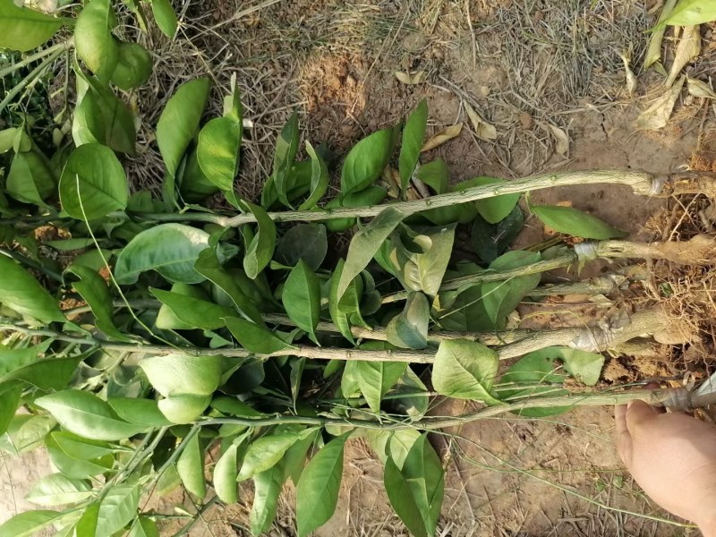 青秋早熟脐橙苗，9月上市，保证品种质量，无菌苗四川发货
