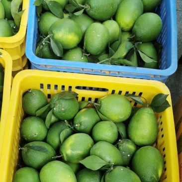 青秋早熟脐橙苗,9月上市,保证品种质量,无菌苗四川发货
