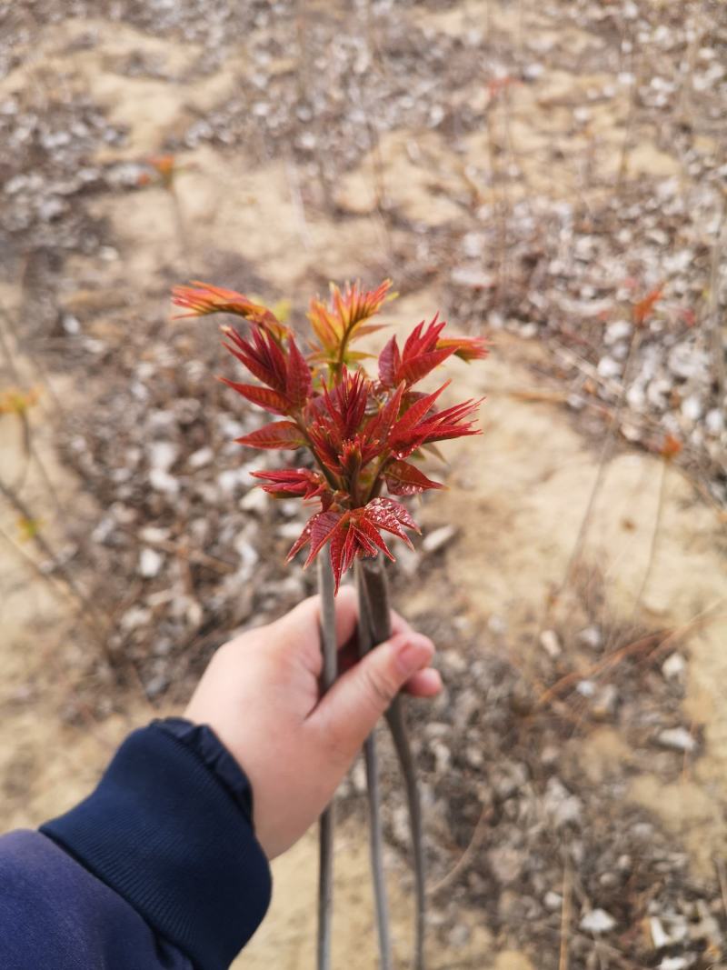 香椿香椿种子出芽率百分之90现货直发，种子实诚