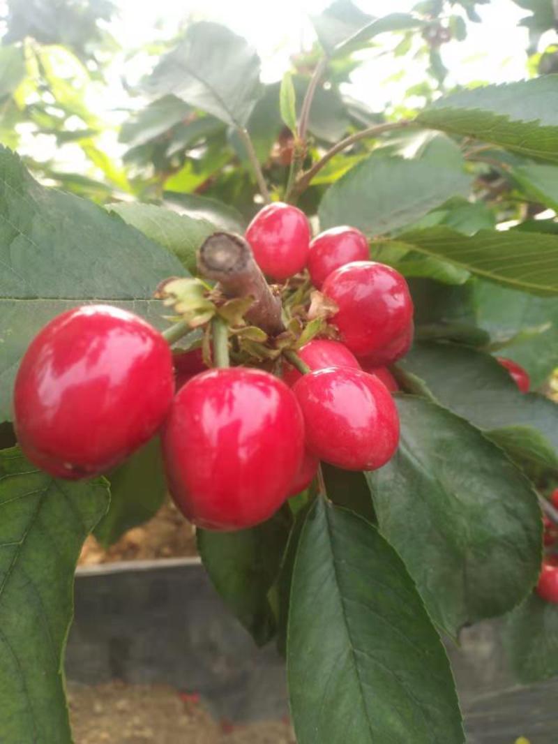 陕西大棚樱桃供应，樱桃批发，品种全，质量保证