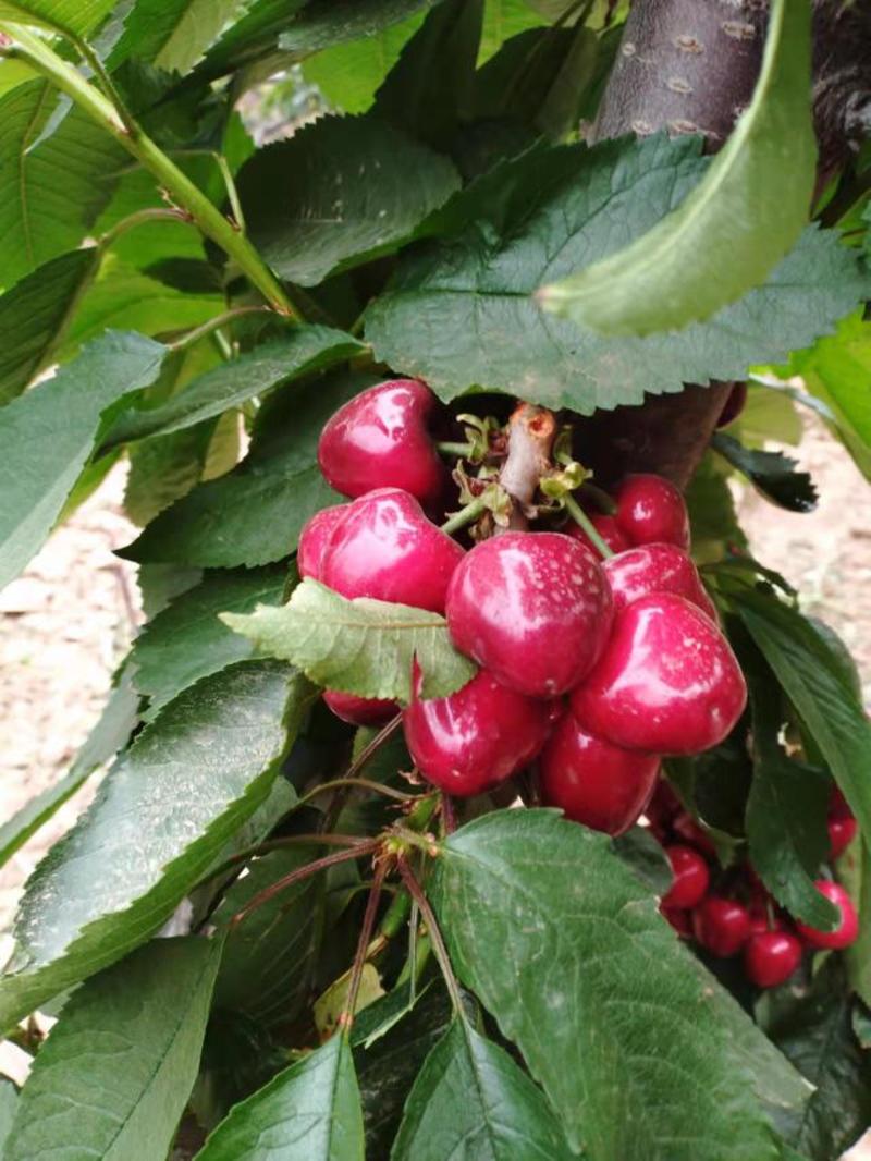 陕西大棚樱桃供应，樱桃批发，品种全，质量保证