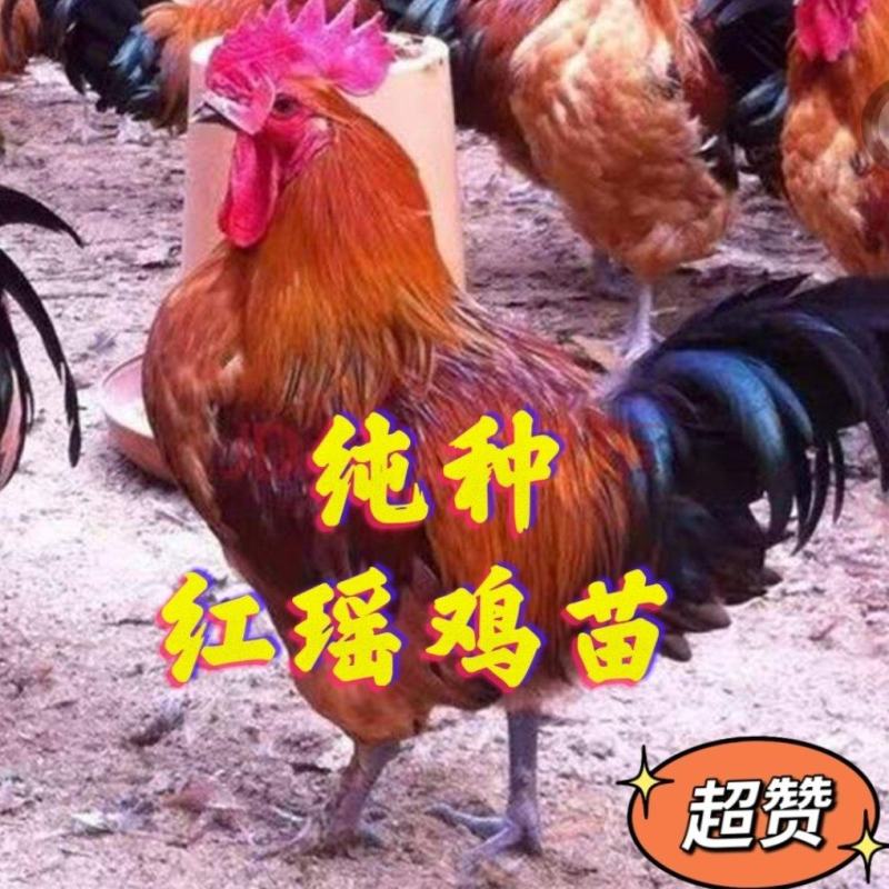 红瑶鸡苗，正宗红瑶鸡苗（孵化场直销）假一赔十