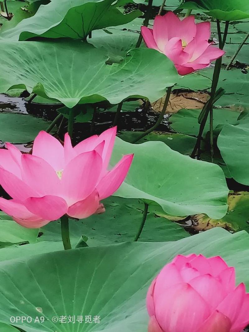 荷花苗，盆栽荷花，盆栽睡莲，花色多品种全价格低。浮岛组装