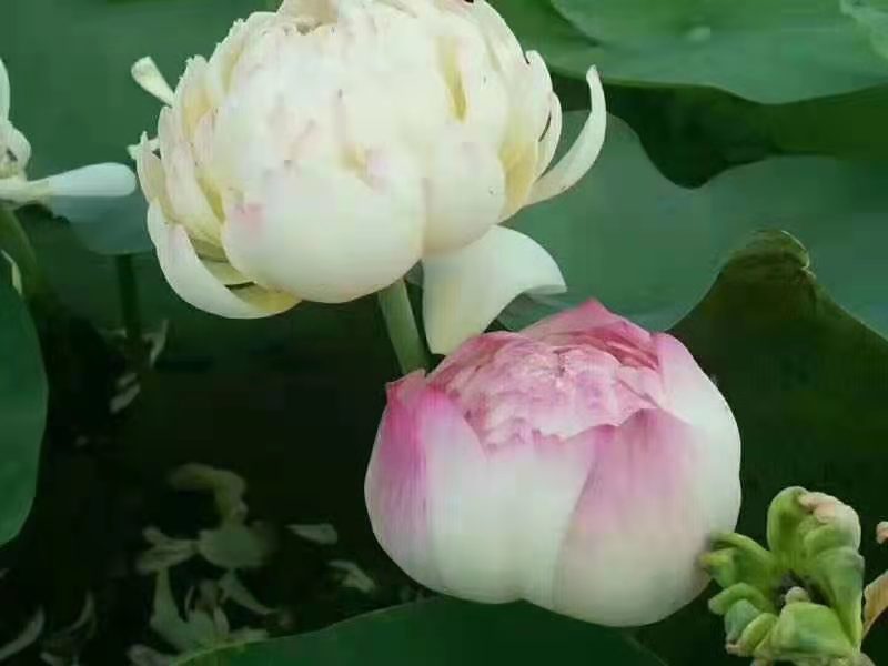 荷花苗，盆栽荷花，盆栽睡莲，花色多品种全价格低。浮岛组装