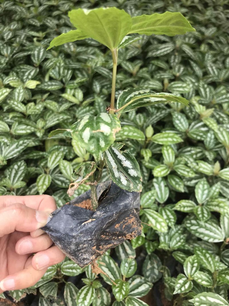 冷水花福建漳州漳浦冷水花供应大小规格袋苗