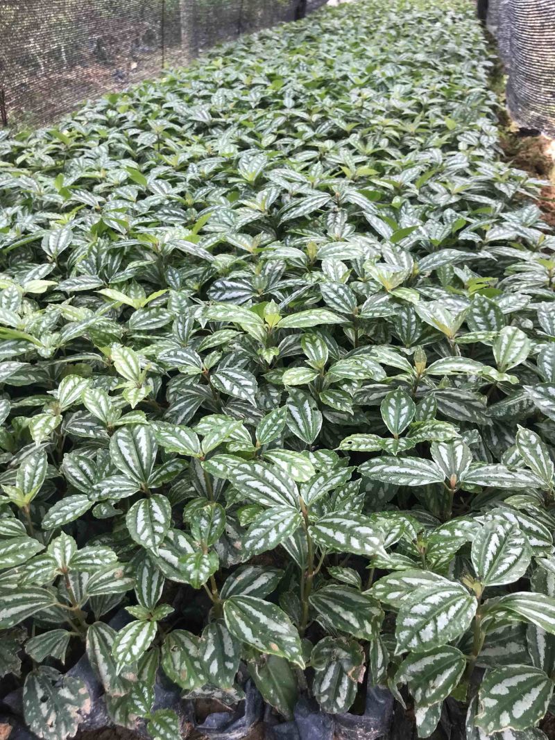 冷水花福建漳州漳浦冷水花供应大小规格袋苗