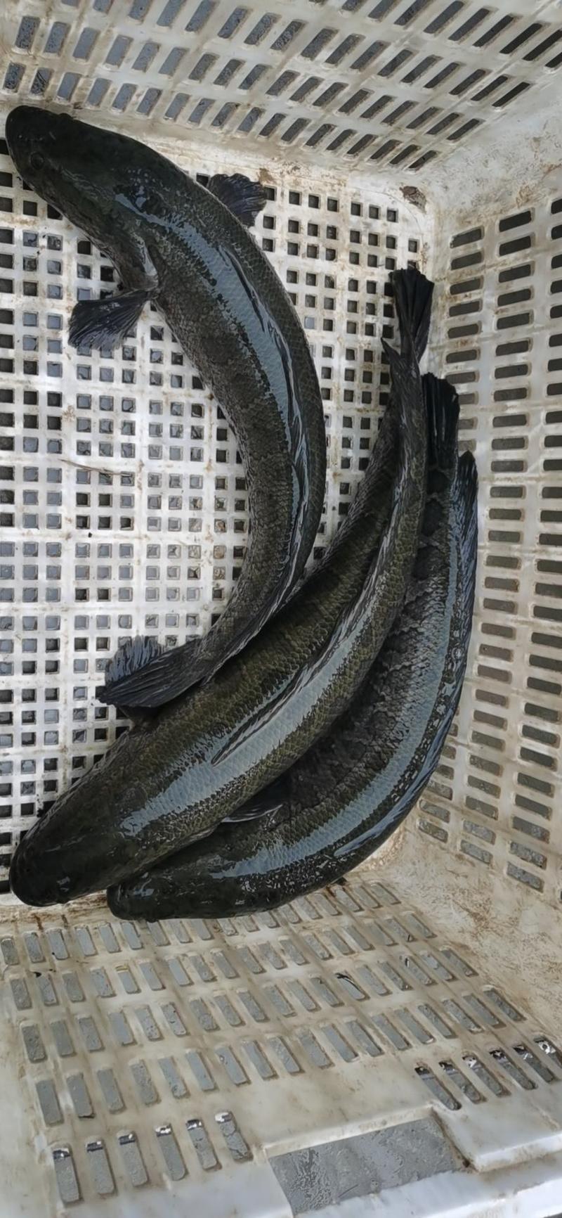 微山湖原生态自然生长黑鱼，皮毛光滑，大量有货