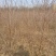 山桃苗营养杯山一公分山桃苗二公分山桃苗一年山桃苗二年山桃