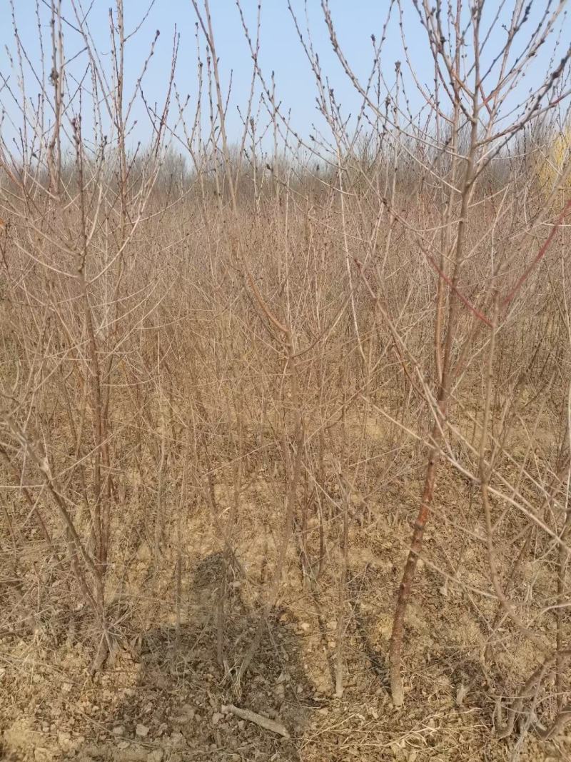 山桃苗营养杯山一公分山桃苗二公分山桃苗一年山桃苗二年山桃