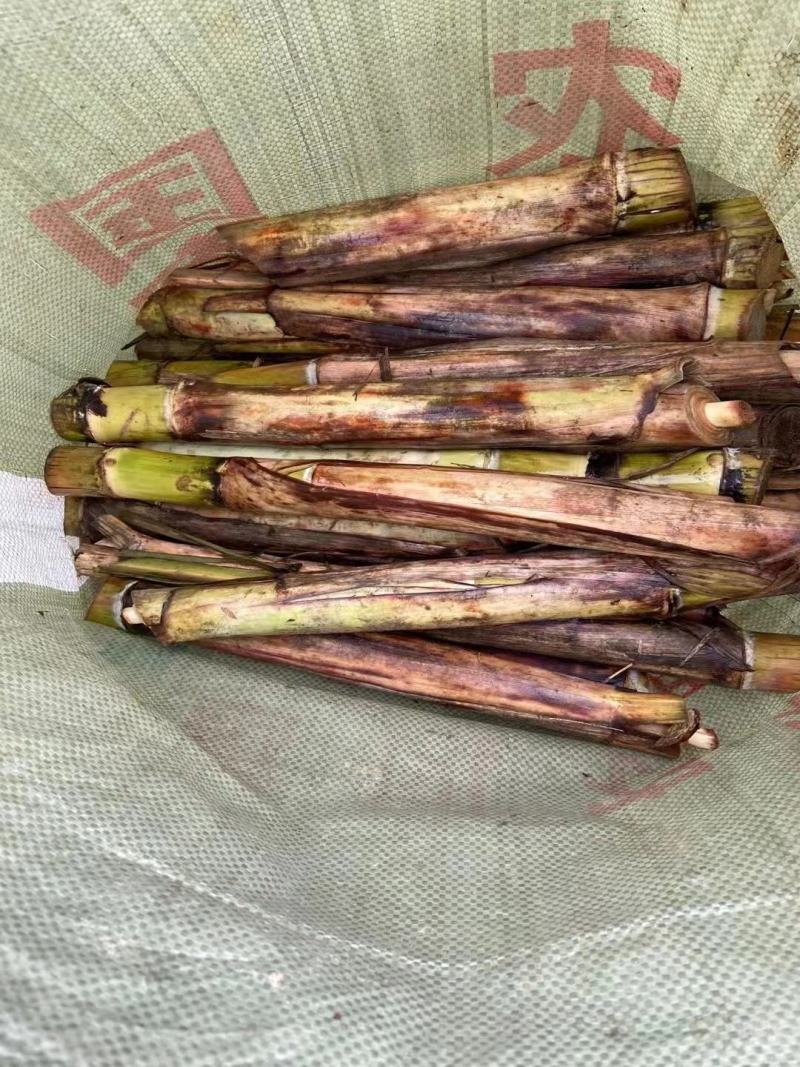 黄金甘蔗种苗，黄皮甘蔗种子，水多脆口的甘蔗种苗