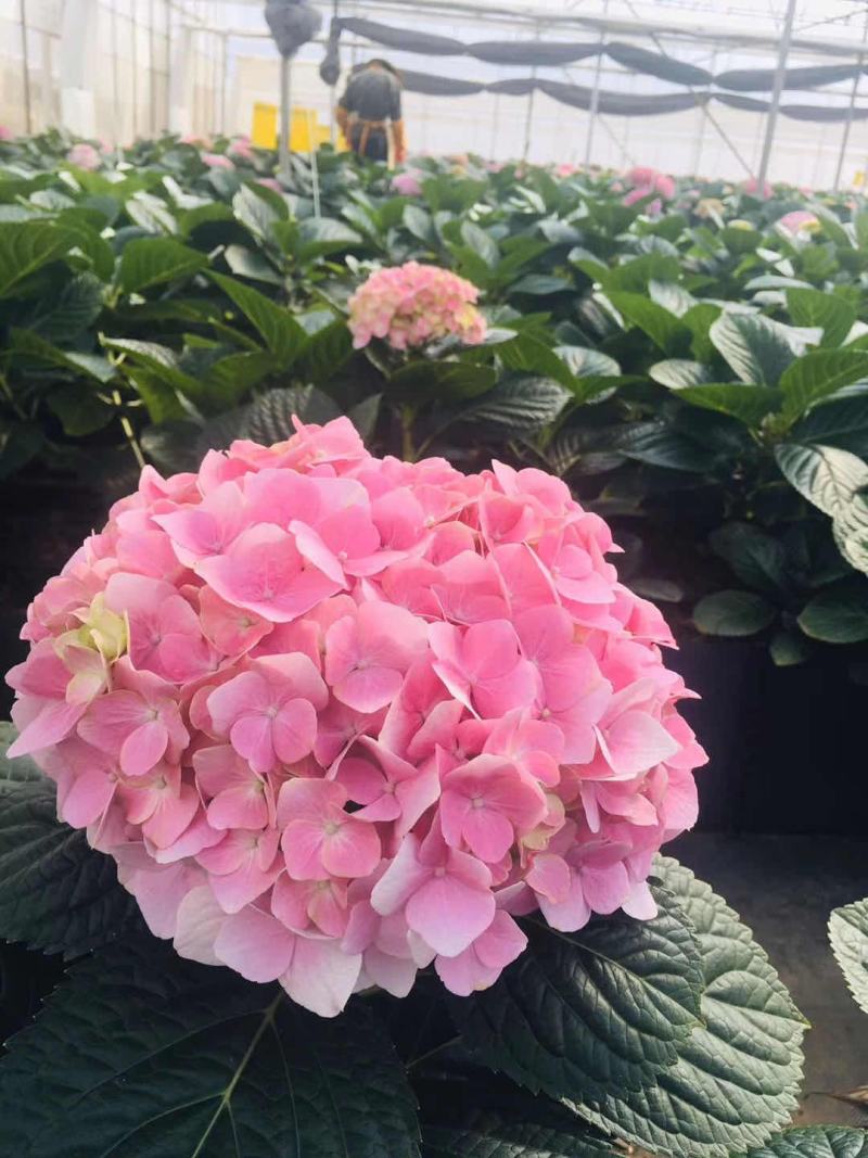 云南基地直发大八仙花种苗无尽夏鲜切花苗多品种混搭