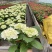 云南基地直发大八仙花种苗无尽夏鲜切花苗多品种混搭