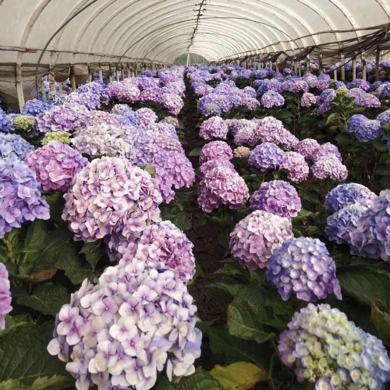 云南基地直发大八仙花种苗无尽夏鲜切花苗多品种混搭