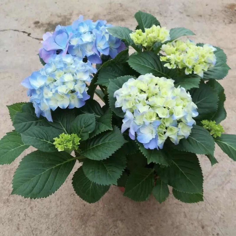 云南基地直发大八仙花种苗无尽夏鲜切花苗多品种混搭