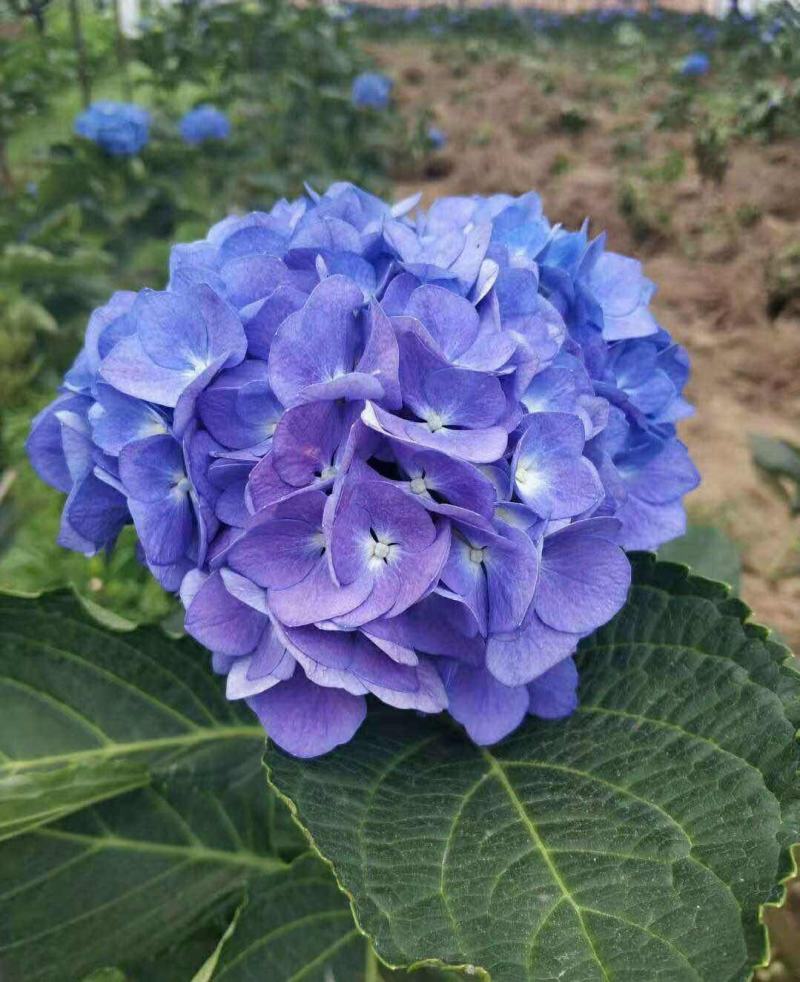 云南基地直发大八仙花种苗无尽夏鲜切花苗多品种混搭