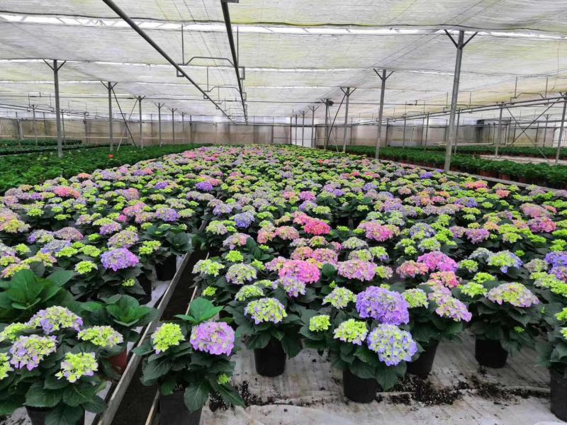 云南基地直发大八仙花种苗无尽夏鲜切花苗多品种混搭