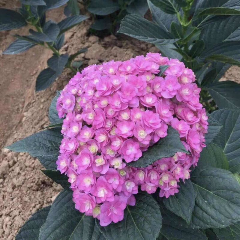云南基地直发大八仙花种苗无尽夏鲜切花苗多品种混搭