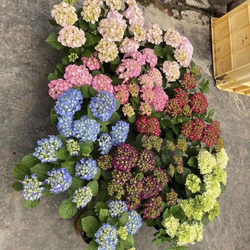 云南基地直发大八仙花种苗无尽夏鲜切花苗多品种混搭