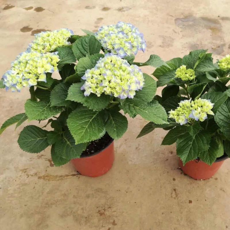 云南基地直发大八仙花种苗无尽夏鲜切花苗多品种混搭