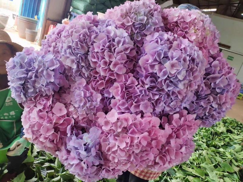 云南基地直发大八仙花种苗无尽夏鲜切花苗多品种混搭