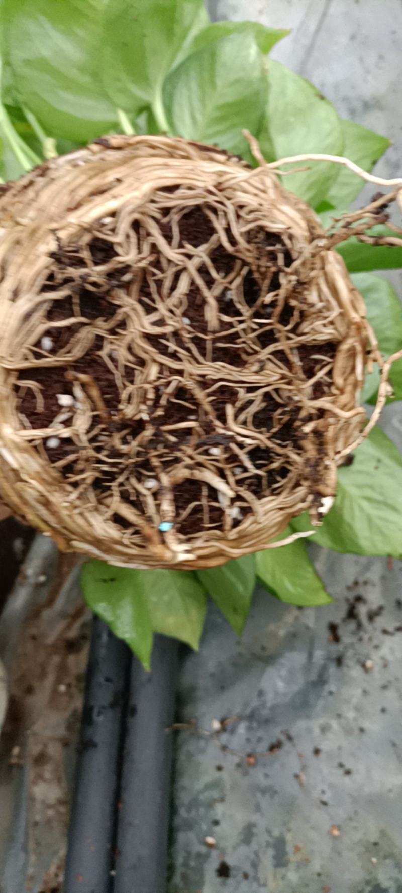绿萝工程货，根系发达，叶片绿，密度好