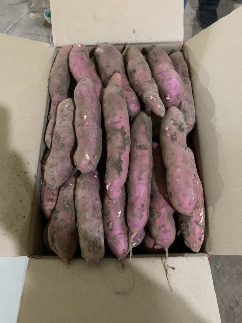 板栗薯产地直发没有中间商赚差价，欢迎老板前来选购