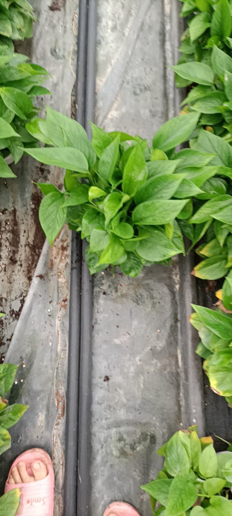 绿萝工程货，根系发达，叶片绿，密度好