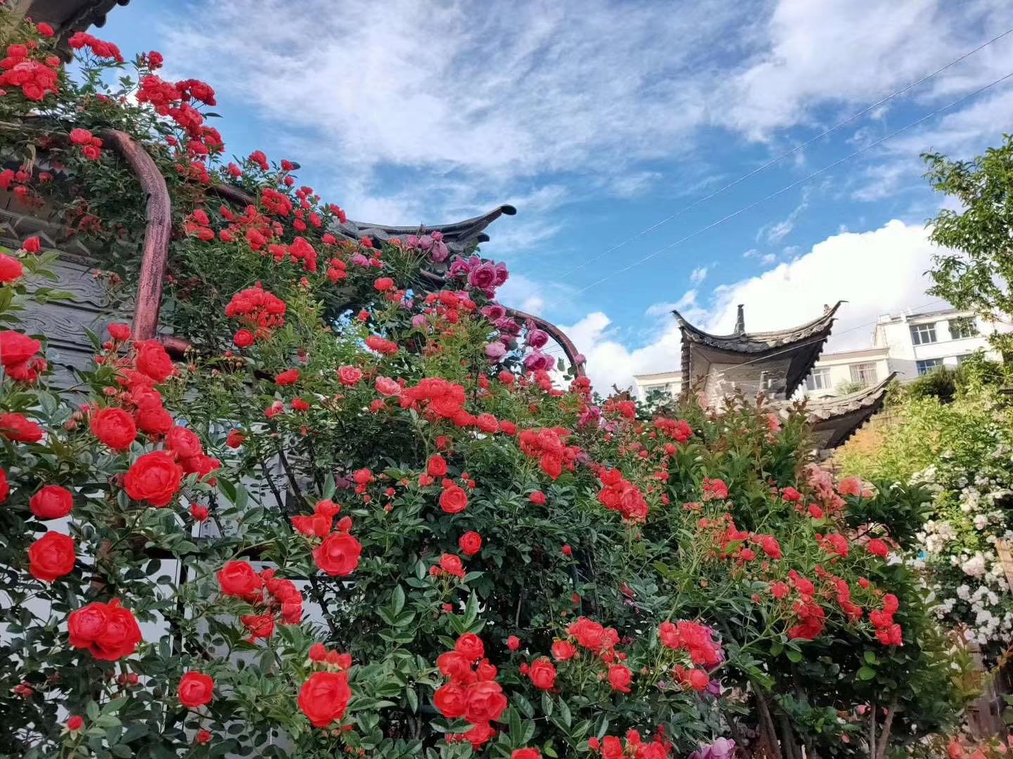 一处乡村民宿庭院中，安吉拉藤本月季沿白色铁艺拱门攀爬绽放，形成梦幻花廊，游客正在拍照留念