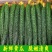 密刺翠绿长黄瓜应季蔬菜大量上市对接电商市场超市