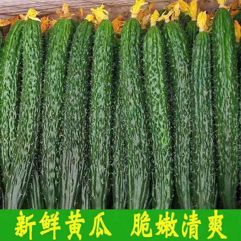 密刺翠绿长黄瓜应季蔬菜大量上市对接电商市场超市