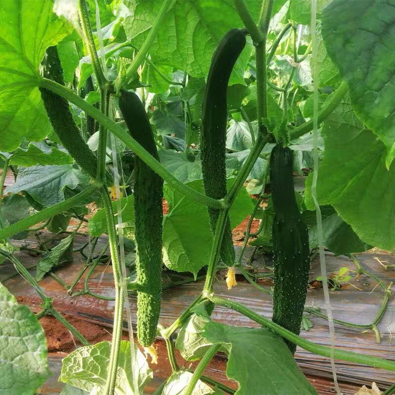 密刺翠绿长黄瓜应季蔬菜大量上市对接电商市场超市