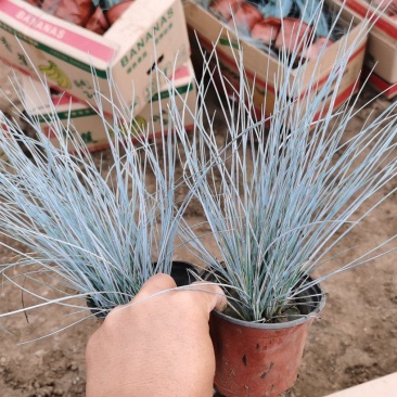 蓝羊茅盆栽苗，绿化用观赏草品种多，基地发货