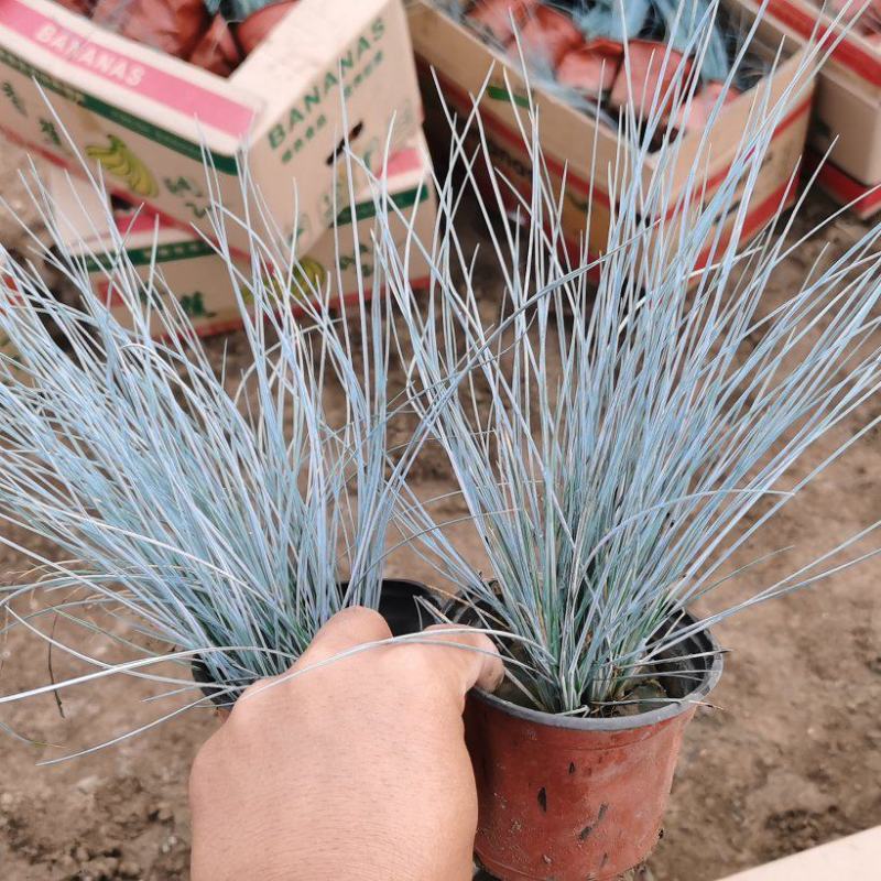 蓝羊茅盆栽苗，绿化用观赏草品种多，基地发货