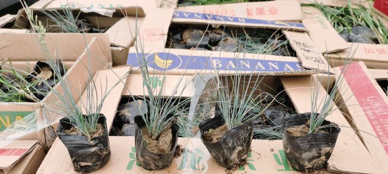 蓝羊茅盆栽苗，绿化用观赏草品种多，基地发货