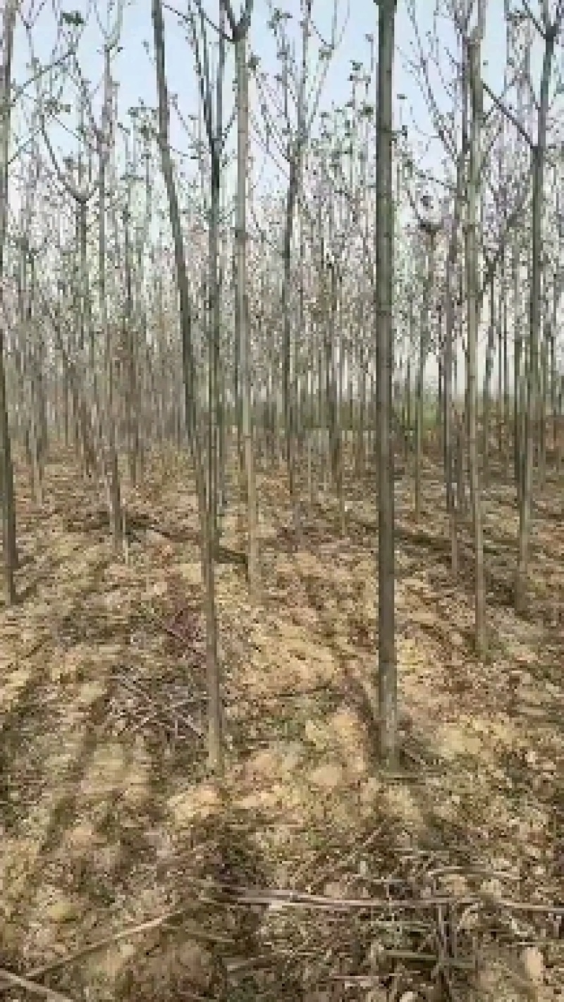 山西出售大量杜仲苗三公分五公分十公分杜仲
