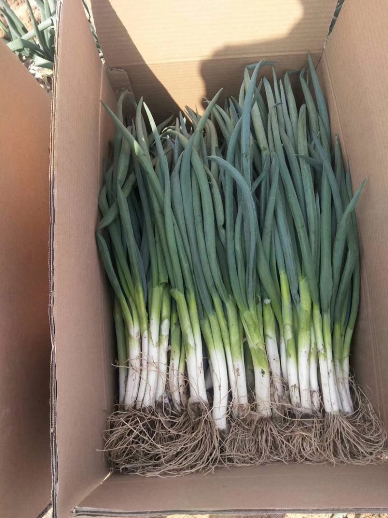 菏泽分葱马上上市加工厂市场供应充足