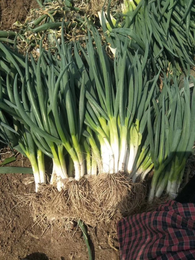 菏泽分葱马上上市加工厂市场供应充足