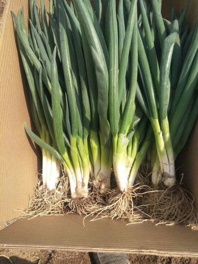菏泽分葱马上上市加工厂市场供应充足