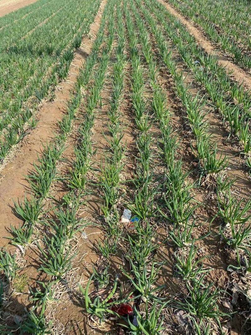 菏泽分葱马上上市加工厂市场供应充足