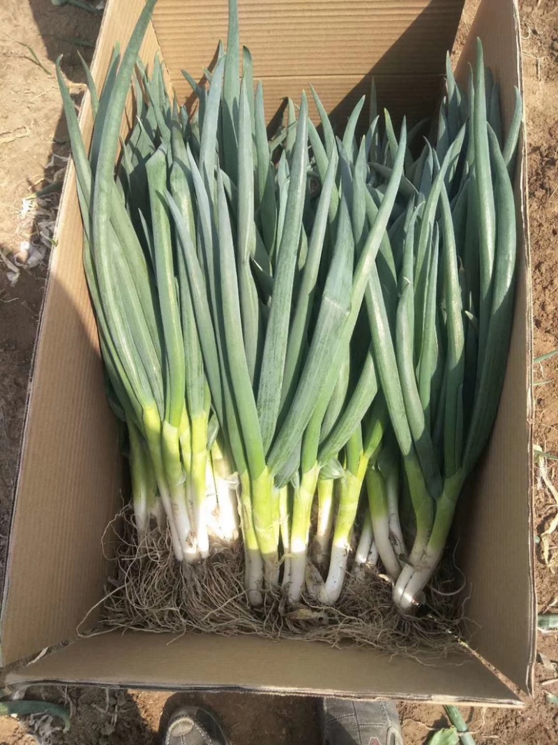 菏泽分葱马上上市加工厂市场供应充足