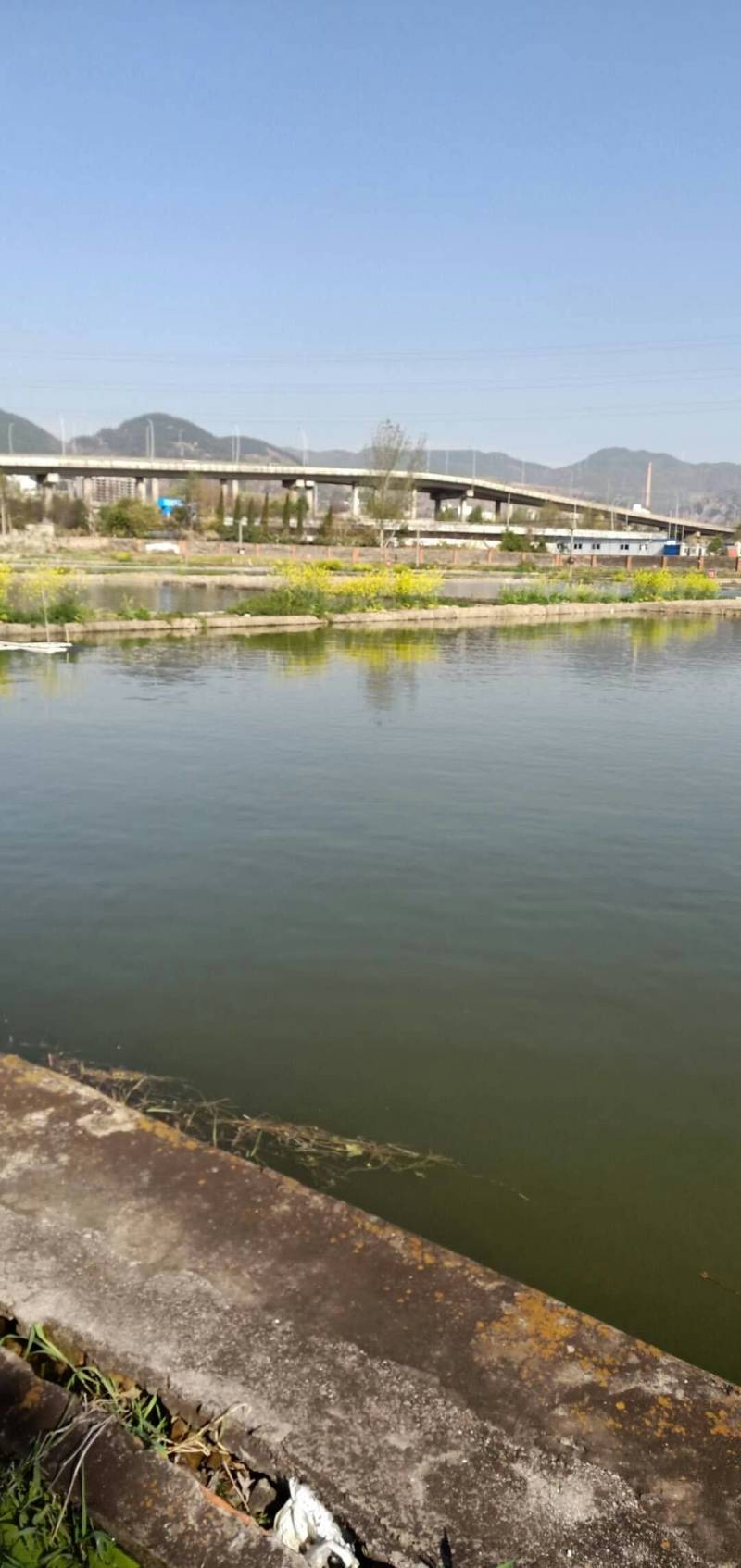 裸鲤苗，成品裸鲤，量大可以免费送货，基地直供
